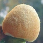 Hericium erinaceus extract